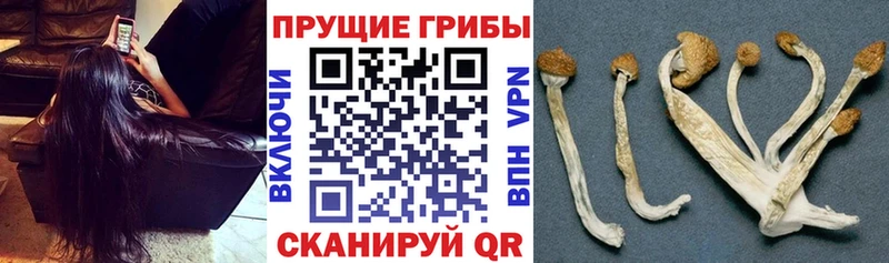 Галлюциногенные грибы Psilocybe  Купить где  Галич 